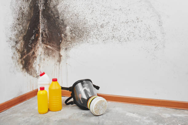 Best Industrial Mold Remediation in Seaford, DE