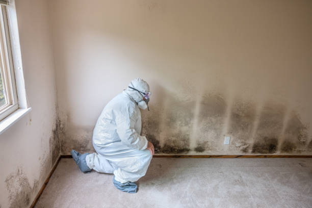 Professional Mold Remediation in Seaford, DE